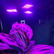 Osvětlení pro pěstování rostlin GROW LIGHT E27, 108 LED, 8W GARDLOV