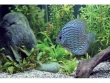F38W/T8/174 Aquastar Retail